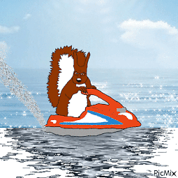 squirrel surfing