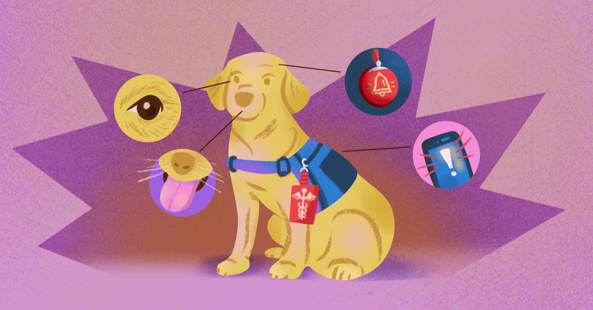 What to Know About Getting a Seizure Alert Dog image